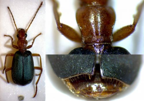 Réf. 274 292 : Brachinus psophia
